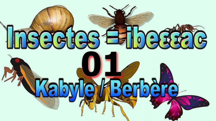 Apprendre Les Insectes En Kabyle Français Anglais Arabe. Vidéo 01 avec Imagier Insectes