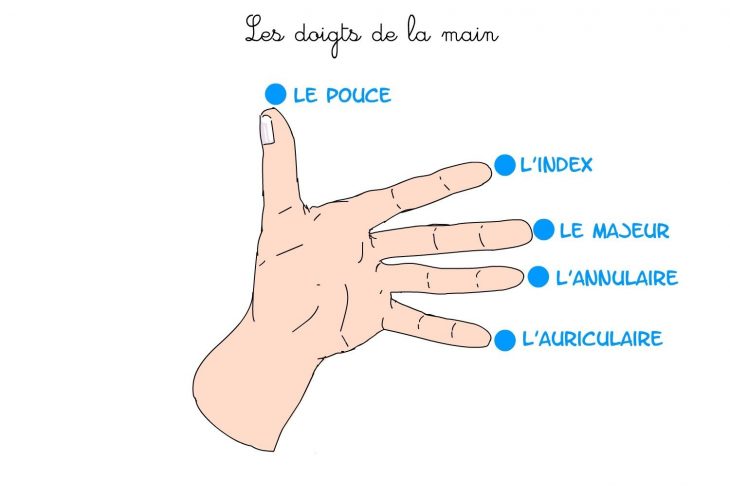 Apprendre Les Noms Des Doigts De La Main – (Avec Images serapportantà Le Nom Des Doigts De La Main