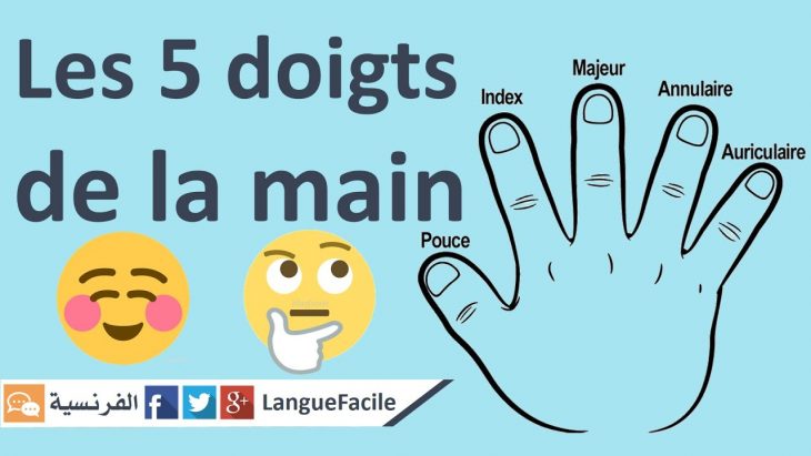 Apprendre Les Noms Des Doigts De La Main / Langue Facile encequiconcerne Nom Des Doigts De La Main