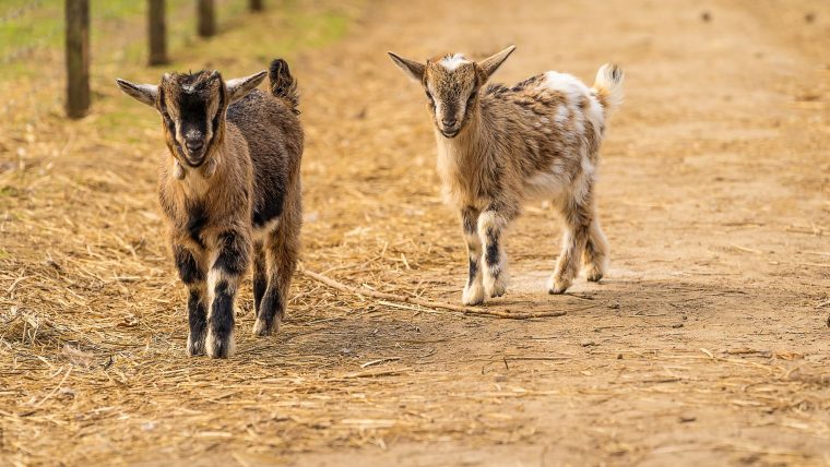 Apprends Le Nom Des Mamans Et Des Bébés Animaux – Anigaïdo dedans Femelle De L Éléphant Nom