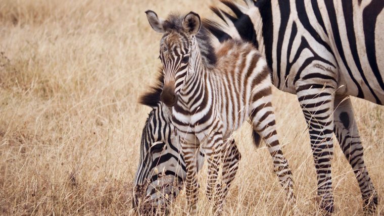 Apprends Le Nom Des Mamans Et Des Bébés Animaux – Anigaïdo tout Femelle De L Éléphant Nom