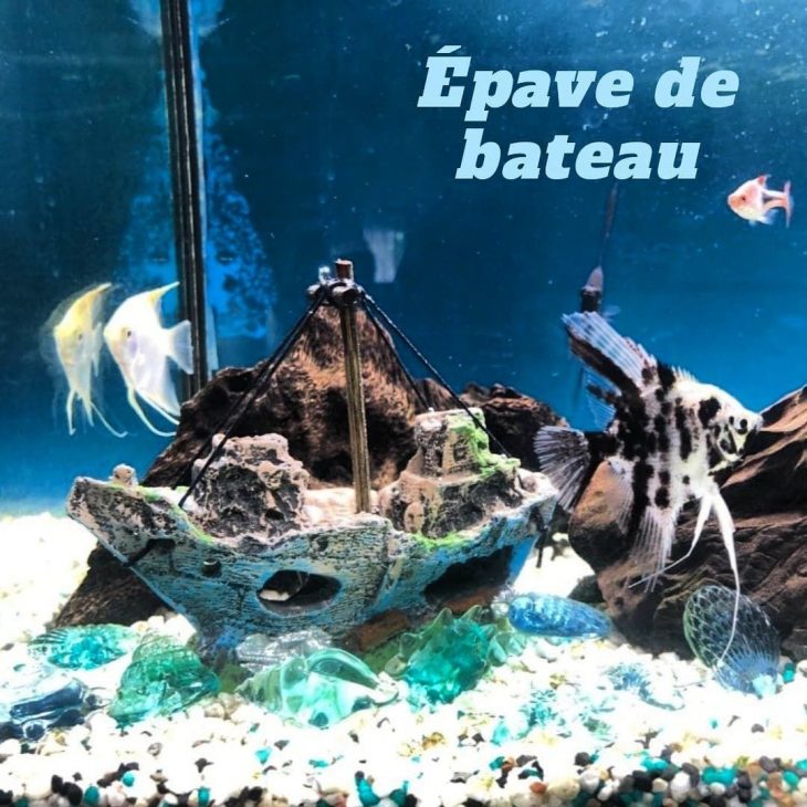 Aquarium #bateau #petit #pour Petit Bateau Pour Aquarium tout Site Pour Tout Petit