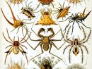 Arachnida — Wikipédia destiné Animaux Ovipares Liste