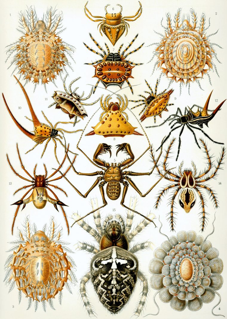 Arachnida — Wikipédia destiné Animaux Ovipares Liste