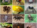 Araneae — Wikipédia tout Animaux Ovipares Liste