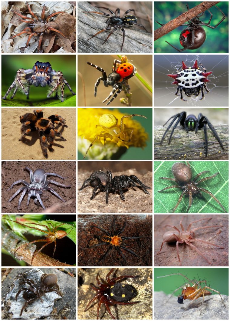 Araneae — Wikipédia tout Animaux Ovipares Liste