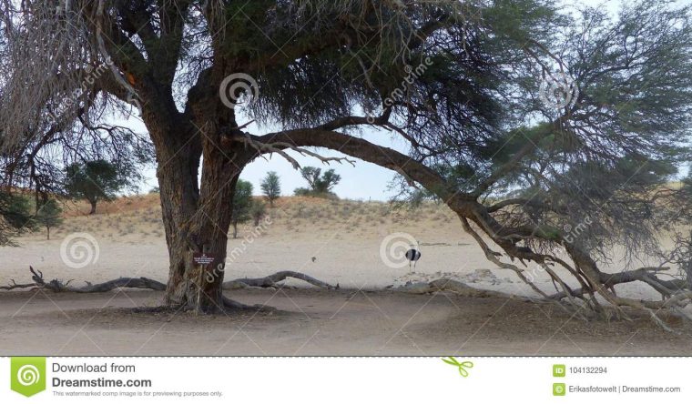 Arbre Géant Avec La Branche De Cintrage Et L'autruche De dedans Male De L Autruche