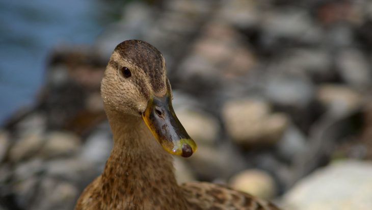 Au Fait, Pourquoi Duckduckgo S'appelle Duckduckgo ? – Tech serapportantà Canard Canne