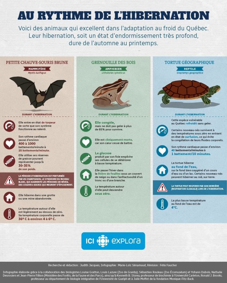 Au Rythme De L'hibernation | Ici Explora tout Animaux Qui Hivernent