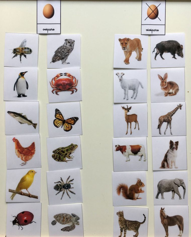 Autour Des Œufs | Animaux Ovipares, Zoo Maternelle Et destiné Animaux Ovipares Liste