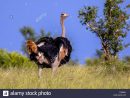 Autruche D'afrique Du Sud (Struthio Camelus Australis) Mâle destiné Male De L Autruche