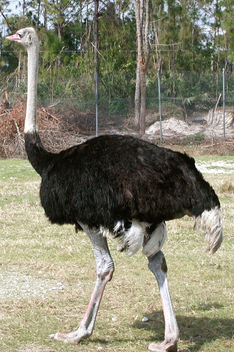 Autruche D'afrique — Wikipédia encequiconcerne Male De L Autruche