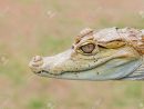 Baby Alligator Cayman Gator Face Portrait Tête Close Up In The Wild intérieur Mots Gator