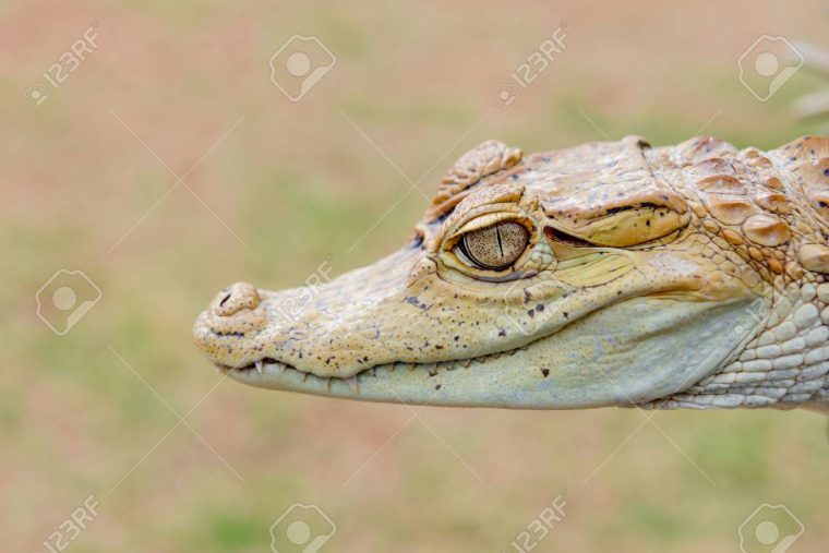 Baby Alligator Cayman Gator Face Portrait Tête Close Up In The Wild intérieur Mots Gator