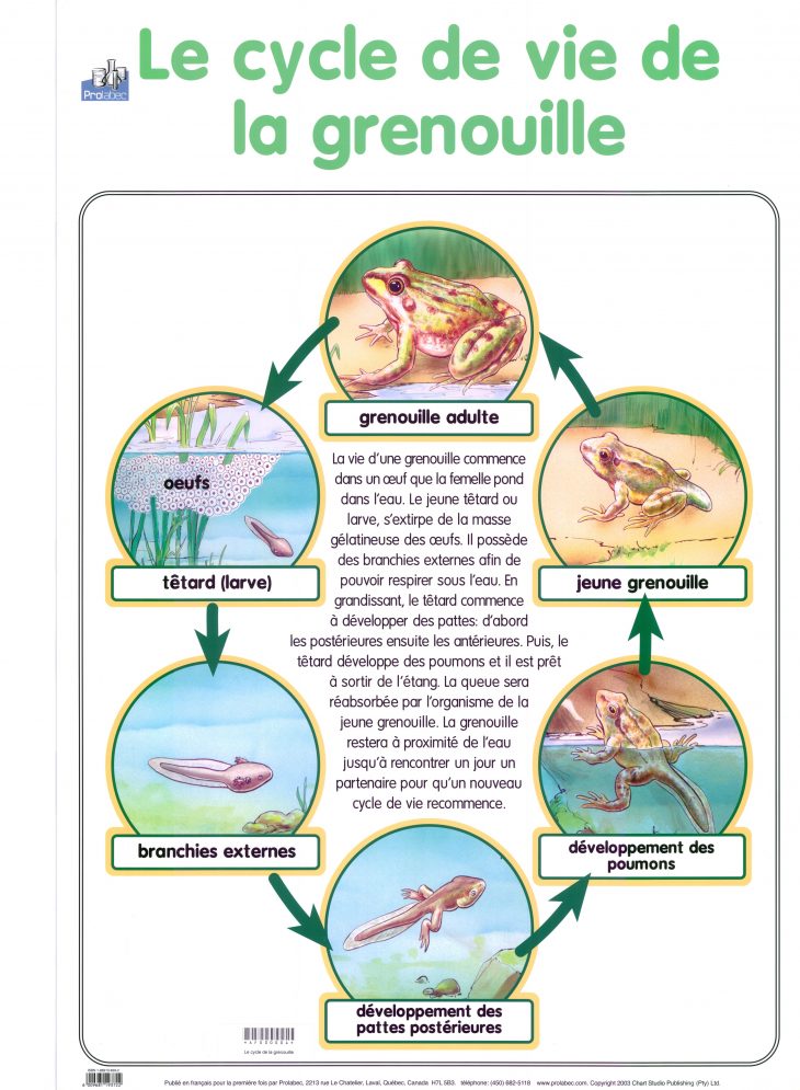 Bac Sensoriel : Le Cycle De Vie De La Grenouille – Add Fun pour Cycle De Vie Grenouille