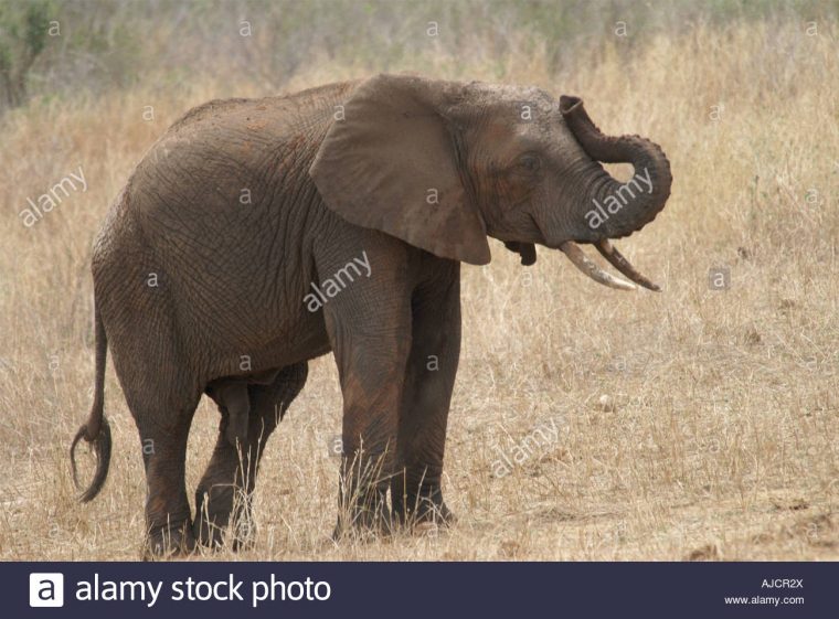 Barrissement De L'éléphant Banque D'images, Photo Stock pour Barrissement Elephant