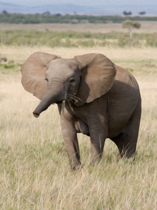 Barrissement D'éléphanteau, Kenya, Afrique_0155 Photography tout Barrissement Elephant