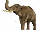 Barrissement Photos &amp; Barrissement Images - Alamy encequiconcerne Barrissement Elephant
