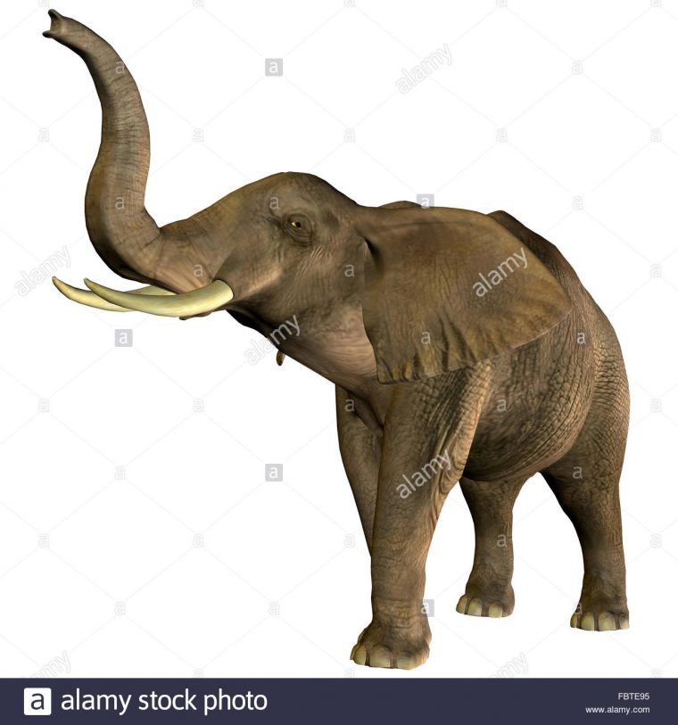 Barrissement Photos & Barrissement Images – Alamy encequiconcerne Barrissement Elephant