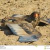 Bateleur Eagle - Fond Sauvage D'oiseau D'afrique - S à Jeux De Oiseau Gratuit