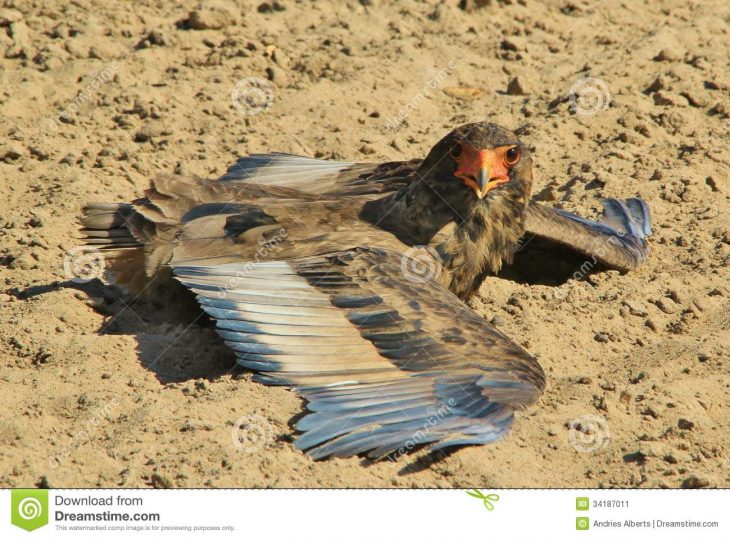 Bateleur Eagle – Fond Sauvage D'oiseau D'afrique – S à Jeux De Oiseau Gratuit