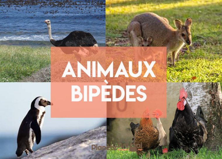 Bipède – Définition, Exemples Et Caractéristiques concernant Animaux Ovipares Liste