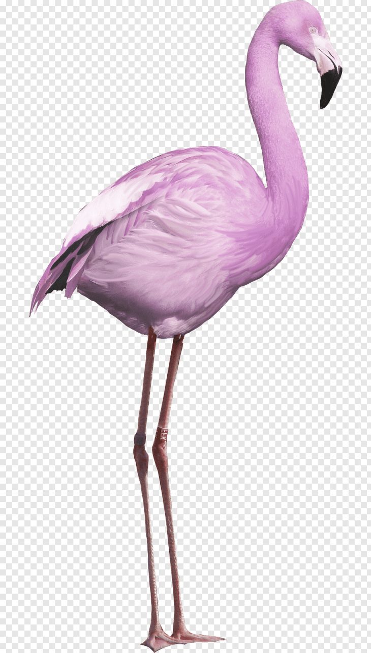 Bird Greater Flamingo, Bird Png | Pngwave concernant Pixel Art Flamant Rose