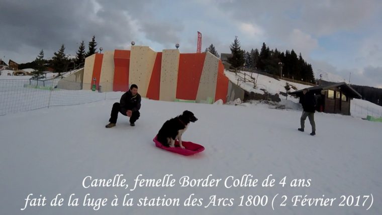 Border Collie Fait De La Luge – Border Collie Sled – dedans Chien Qui Fait De La Luge