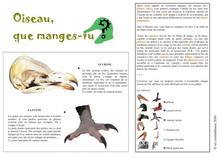 Calaméo – Oiseau Que Manges Tu – Panneau-Jeu destiné Jeux De Oiseau Gratuit