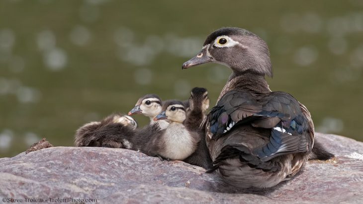 Canard Branchu — Canne Et Ses Poussins – Vidéo – Http intérieur Canard Canne