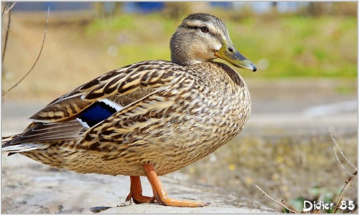 Canard Colvert (2) – Anas Platyrhynchos | Canard Colvert dedans Canard Canne