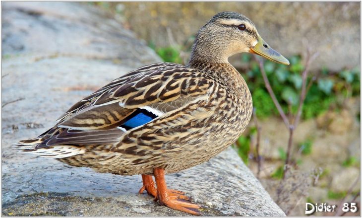 Canard Colvert (2) – Anas Platyrhynchos | Canard Colvert intérieur Canard Canne