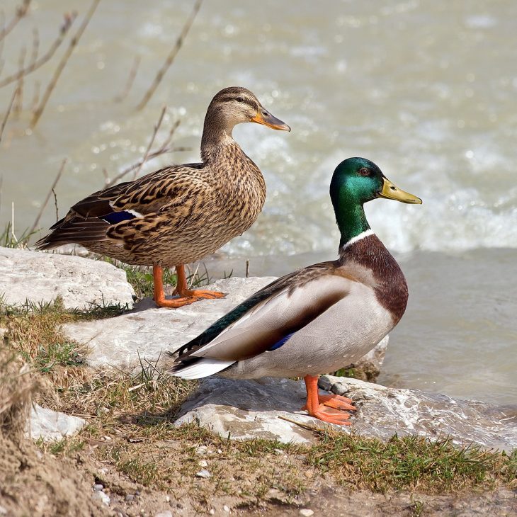 Canard Colvert — Wikipédia pour Canard Canne