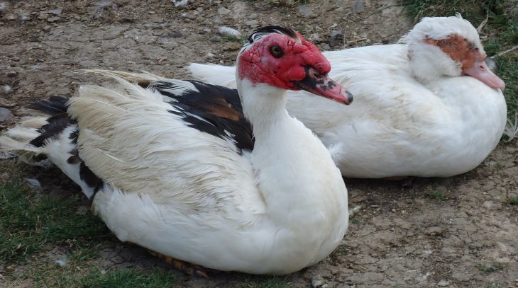 Canard De Barbarie — Wikipédia concernant Canard Canne