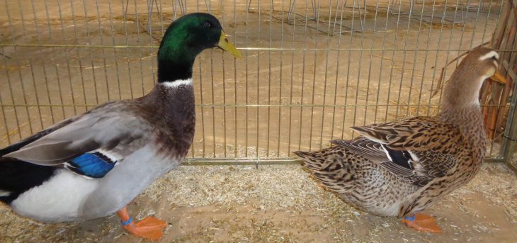 Canard De Rouen — Wikipédia à Canard Canne