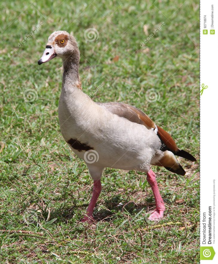 Canard Sauvage Photo Stock. Image Du Bobard, Canne, Coloré serapportantà Canard Canne