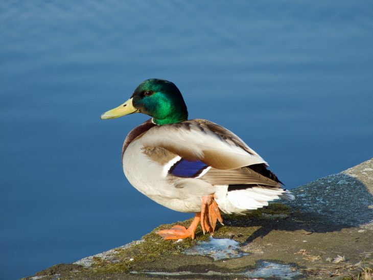 Canard — Wikipédia tout Canard Canne