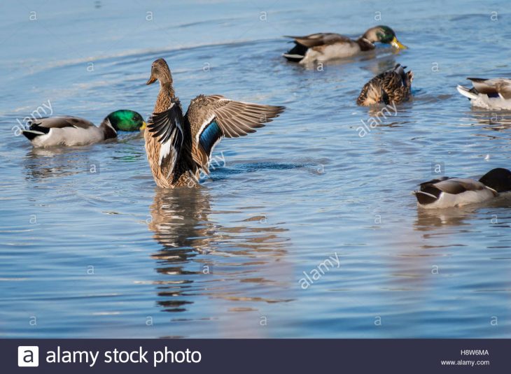 Cane Colvert Photos & Cane Colvert Images – Alamy tout Canard Canne