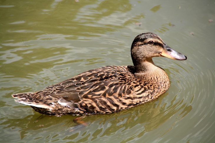 Cane — Le Dico Des Ados tout Canard Canne