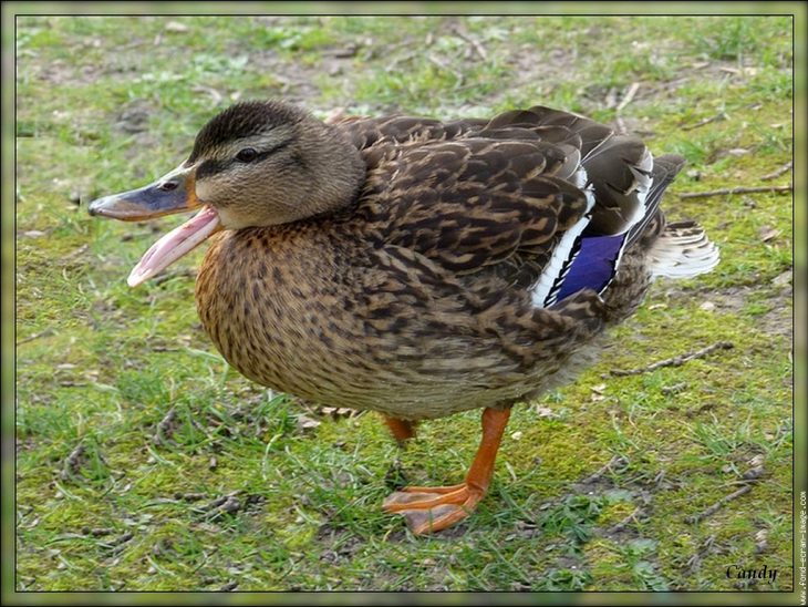 Cane Qui Crie Sur Le Male – Oiseau Canard Colvert Animal serapportantà Canard Canne