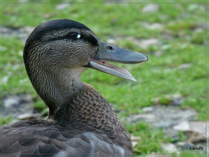 Cane Qui Rit – Oiseau Canard Colvert Animal – Anas Platyrhynchos à Canard Canne