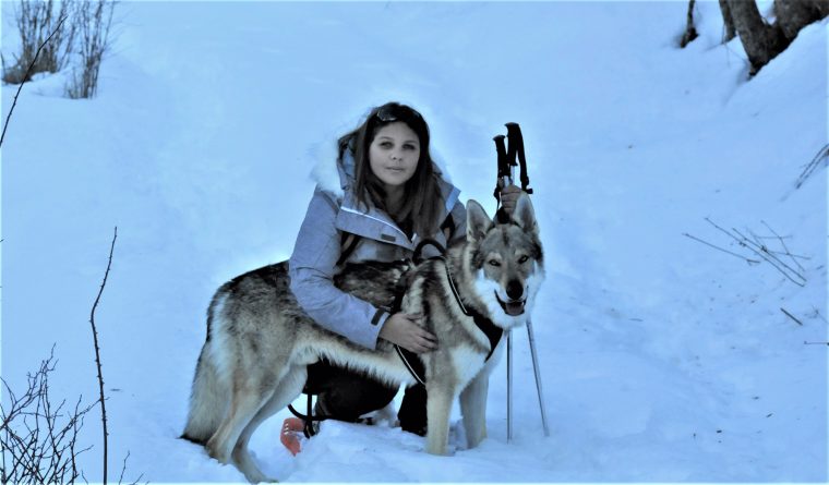 Cani-Raquette : Un Sport De Traction Pour Chien | Emmène Ton intérieur Chien Qui Fait De La Luge