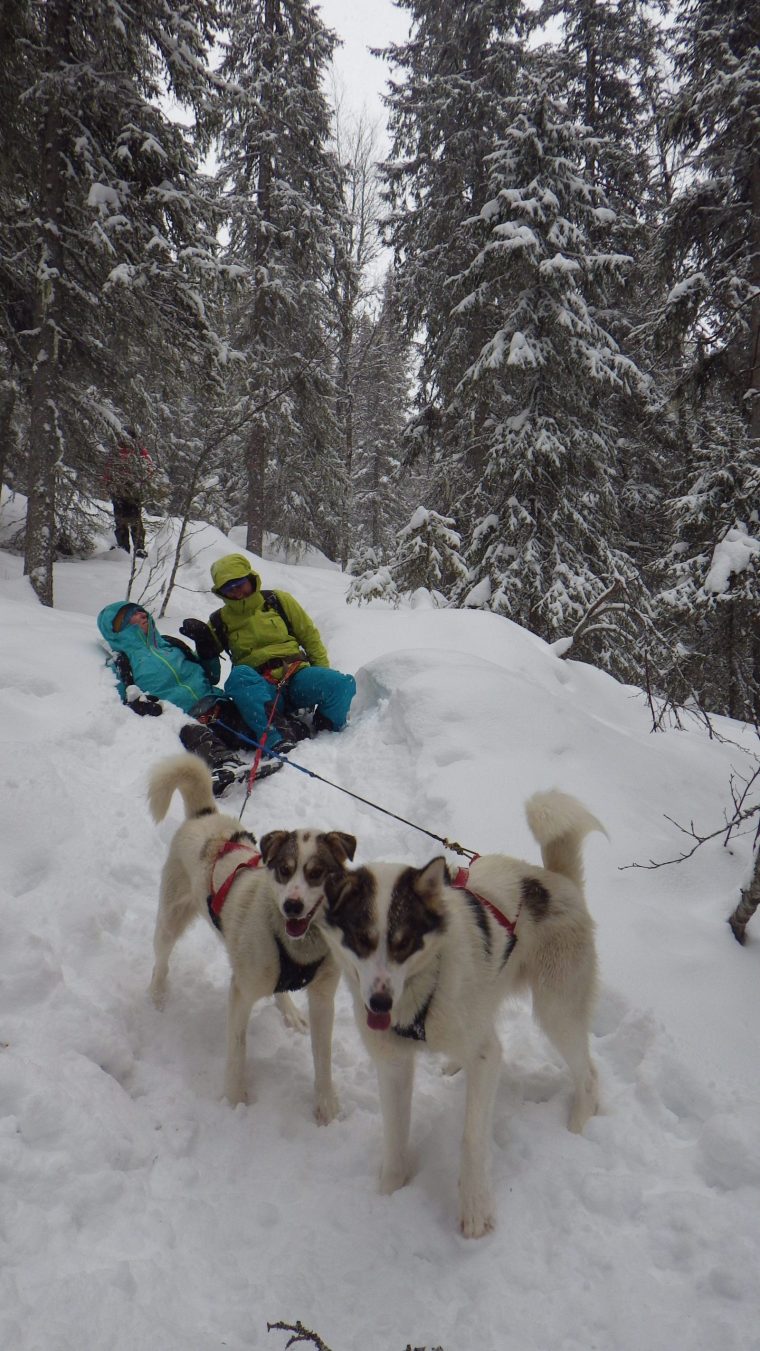 Caniraquette – Balade En Raquettes Avec Chien De Traîneau dedans Chien Qui Fait De La Luge