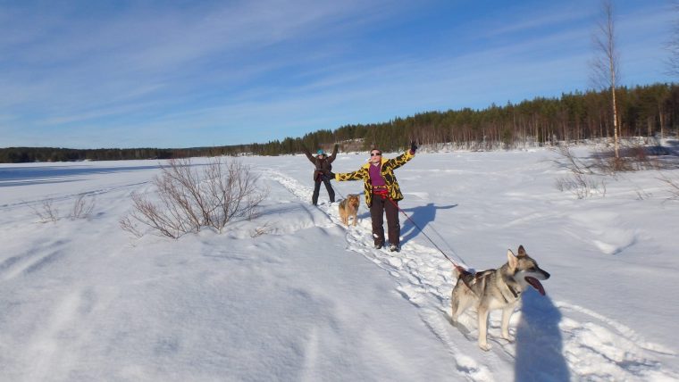 Caniraquette – Balade En Raquettes Avec Chien De Traîneau dedans Chien Qui Fait De La Luge