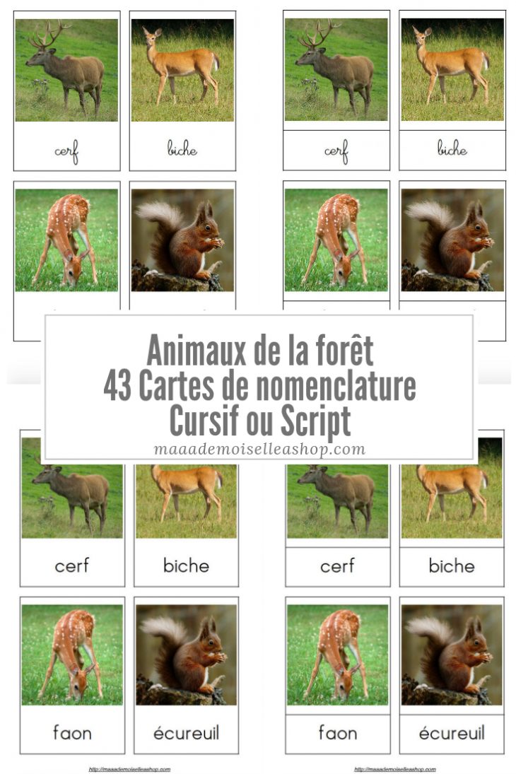 Cartes De Nomenclature – Animaux De La Forêt (43 Cartes + concernant Animaux Foret Maternelle