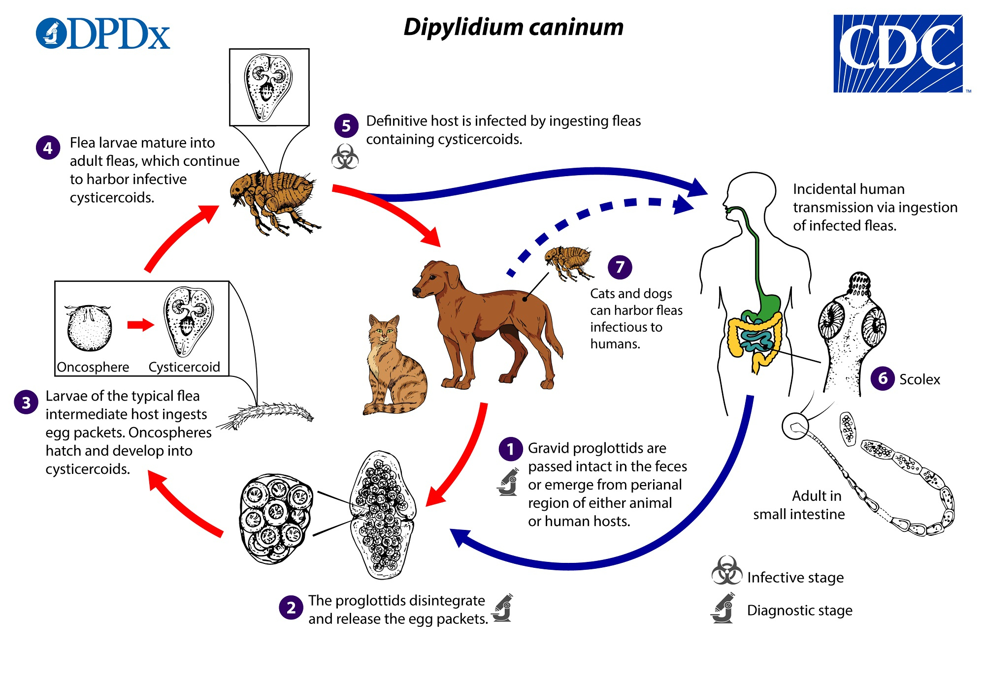 Cdc - Dpdx - Dipylidium Caninum serapportantà Reproduction Figure Cp