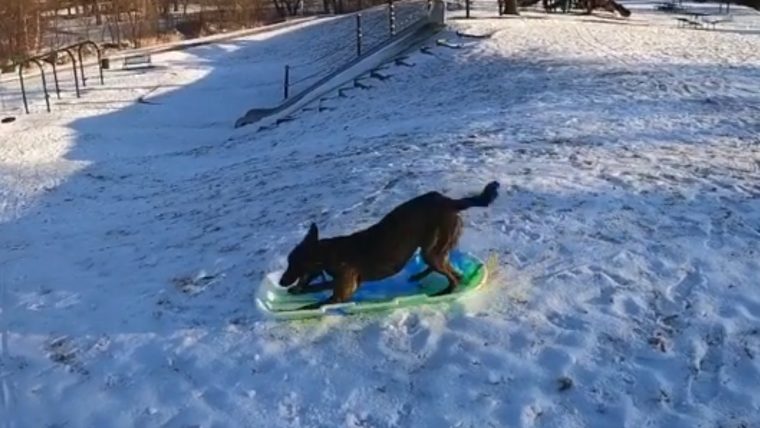 Ce Chien Qui Fait De La Luge Est Devenu Un Phénomène | Gq France à Chien Qui Fait De La Luge