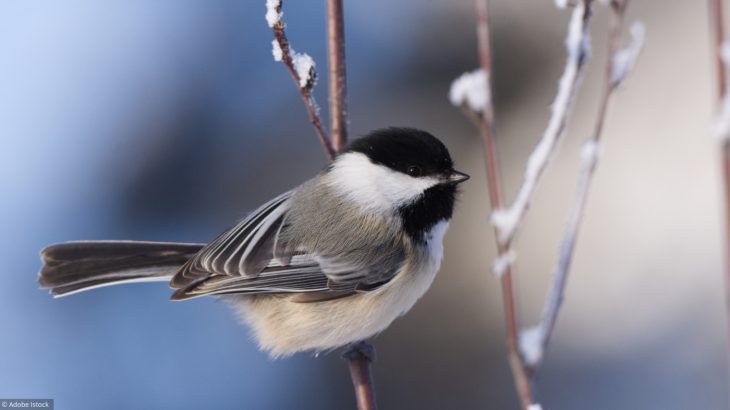 Ce Week-End, Comptez Les Oiseaux! avec Jeux De Oiseau Gratuit