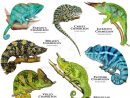Chameleons Of The World By Rogerdhall On Deviantart destiné Animaux Ovipares Liste
