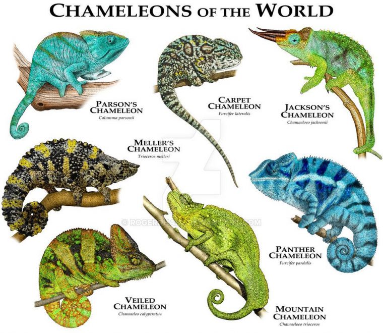 Chameleons Of The World By Rogerdhall On Deviantart destiné Animaux Ovipares Liste